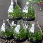 组培瓶系列