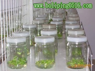 组培瓶 菌种瓶